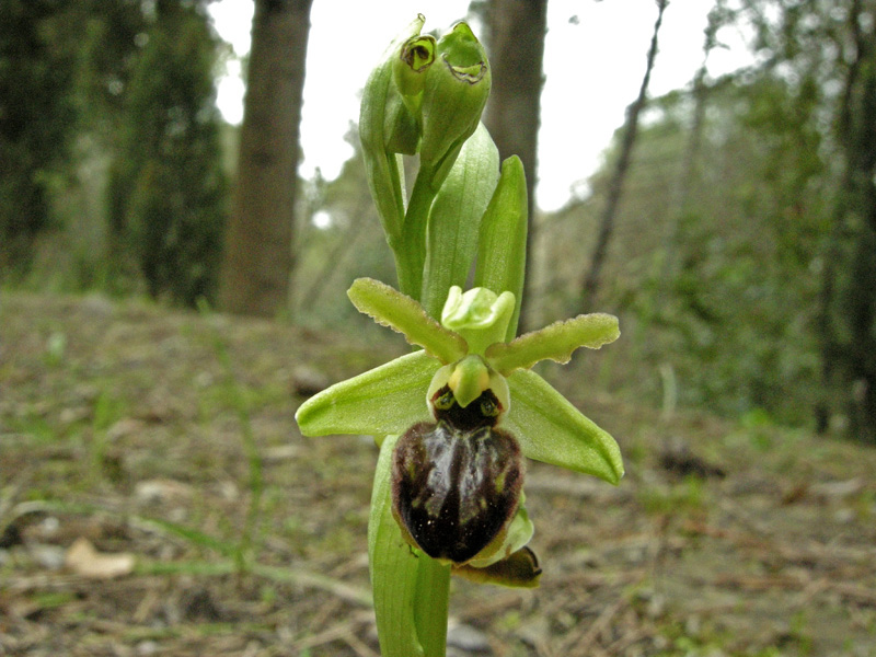 La prima Ophrys sphegodes